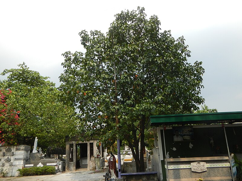 File:0383jfCaloocan City Rizal La Loma Cemetery Landmarksfvf 04.JPG