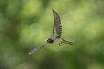 Thumbnail for File:080 Wild Barn swallow in flight at Pfyn-Finges Photo by Giles Laurent.jpg