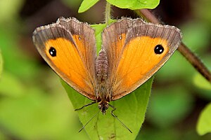 Pyronia tithonus