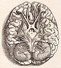 科学史: 科學史的理論與社會學, 早期的文化, 中世紀