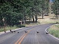 2003-08-16 Wild turkeys crossing the road in Wyoming.jpg