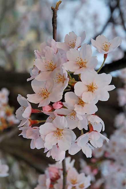 Symbolism has been found in the film's use of cherry blossoms.