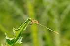 ♀ Lestes sponsa