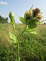 Cirsium oleraceum (Kohldistel)