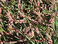 Persicaria lapathifolia (Ampfer-Knöterich)