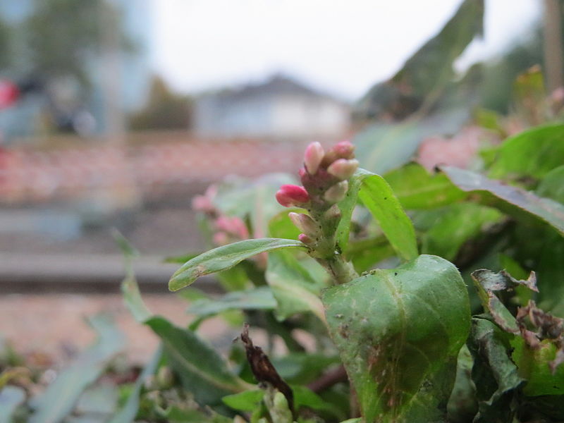 File:20151018Persicaria lapathifolia1.jpg