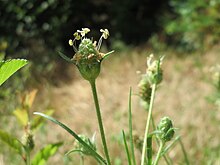 20160705Plantago arenaria2.jpg