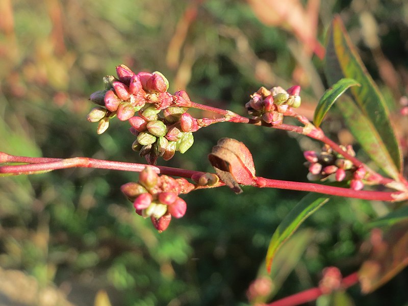 File:20171015Persicaria lapathifolia1.jpg