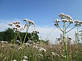 Vorschaubild der Version vom 19:16, 26. Mai 2018