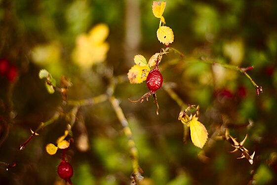 Dog rose fruits in October