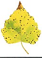 * Nomination Betula. Leaf abaxial side. --Knopik-som 02:35, 11 October 2021 (UTC) * Promotion  Support Good quality -- Johann Jaritz 02:52, 11 October 2021 (UTC)