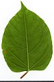 * Nomination Reynoutria japonica. Leaf abaxial side. --Knopik-som 03:19, 13 October 2021 (UTC) * Promotion  Support Good quality -- Johann Jaritz 03:42, 13 October 2021 (UTC)