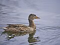 * Nomination Mallard hen, Pittsfield, Massachusetts --Pdanese 15:41, 19 August 2023 (UTC) * Promotion Good quality --Michielverbeek 18:58, 19 August 2023 (UTC)