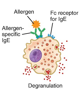 <span class="mw-page-title-main">Type I hypersensitivity</span> Type of allergic reaction