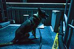 Thumbnail for File:22nd MEU LE Marines train bomb sniffing dog aboard USS Bataan 131104-M-HZ646-016.jpg