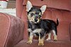 3-full-vaccinated-chorkie-for-sale.jpg