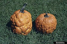 Symptoms of PRSV in pumpkins (Cucurbita pepo) 5332001-PPT.jpg