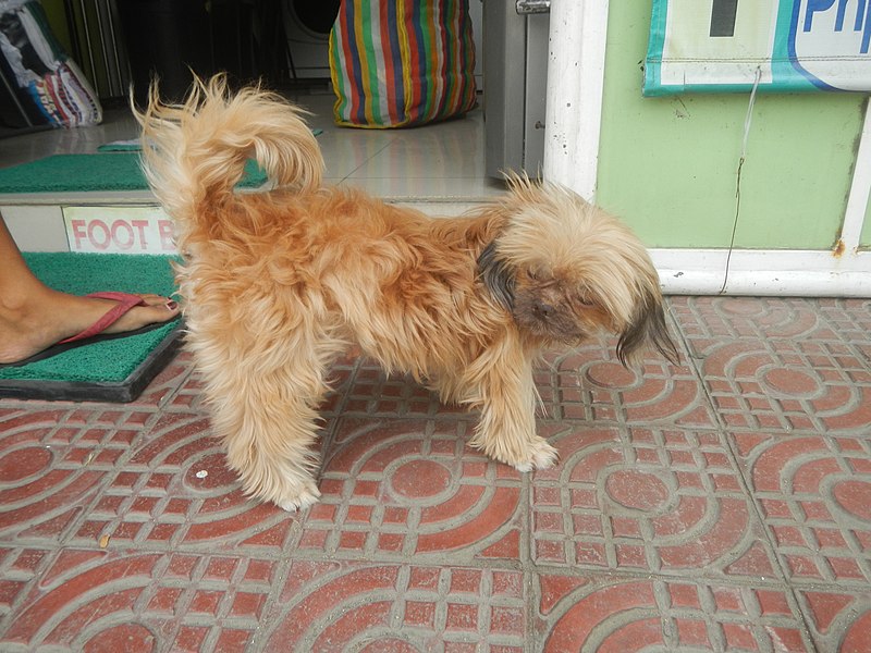 File:9716Women holding Shih Tzu in Bulacan 15.jpg