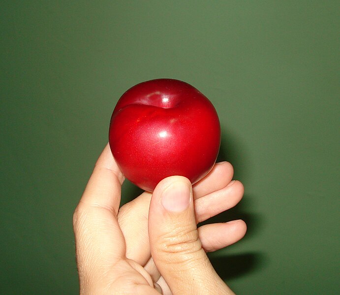 File:A red plum.jpg