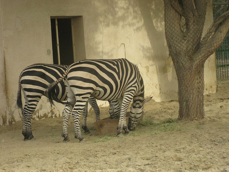 File:A view from kuwait zoo by irvin calicut (69).JPG