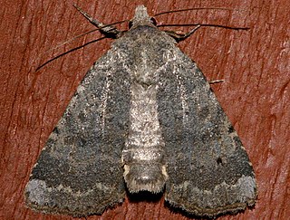 <i>Abagrotis variata</i> Species of moth