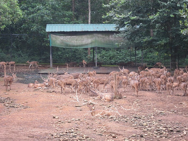 File:Abhayarnyam, Perumbavoor - അഭയാരണ്യം, പെരുമ്പാവൂർ 05.jpg