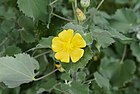 Abutilon indicum 3280.jpg