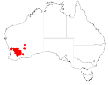 Údaje o výskytu „Acacia beauverdiana“ z Australasian Virtual Herbarium