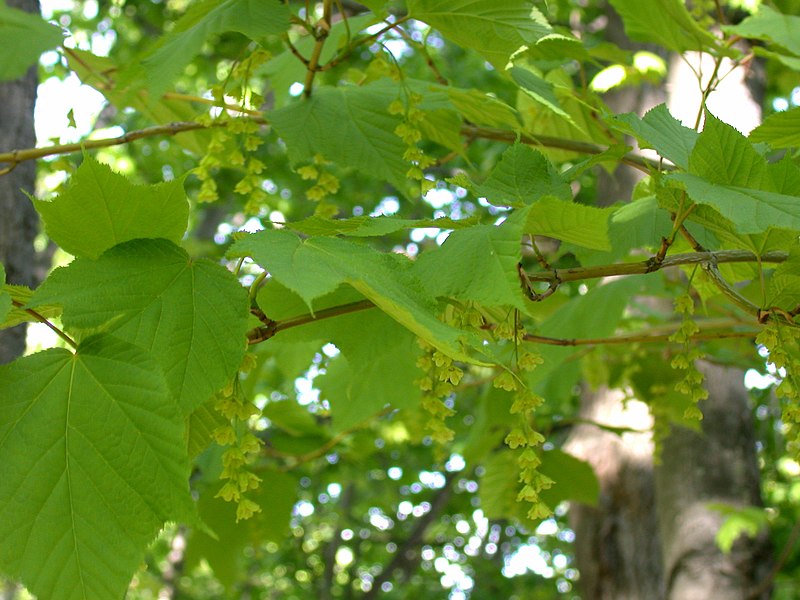 File:Acer pensylvanicum 15-p.bot-a.pensylvanic-033.jpg