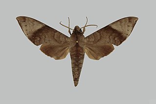 <i>Acosmeryx sinjaevi</i> Species of moth