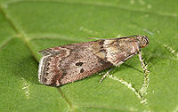 Moth on an oak leaf Acrobasis consociella 5410911.jpg