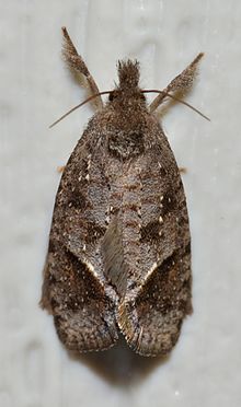 Acrolophus texanella - Texas Grass Tubeworm Moth (Paul Dennehy) (14722696363).jpg