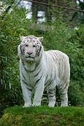 Frontfoto des männlichen weißen Tigers im April 2015