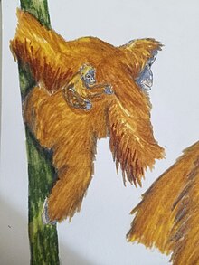 Reconstruction of a female and infant Pongo hoojeri. Adult Female and Infant Vietnamese Orangutan.jpg