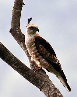 <span class="mw-page-title-main">Jerdon's baza</span> Species of bird