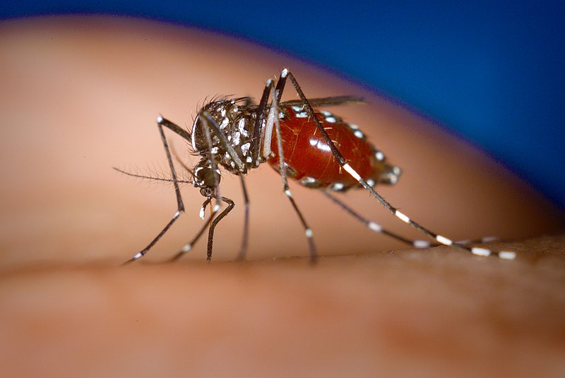 File:Aedes-albopictus.jpg