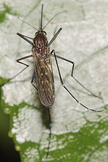 A. antipodeus Aedes antipodeus.jpg