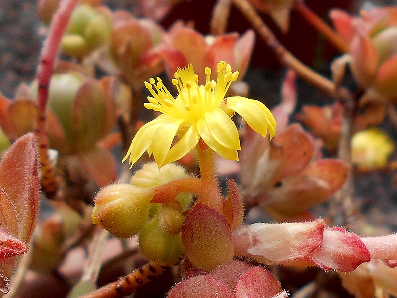 File:Aeonium saundersii 2017-05-23 1099.jpg