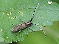 Agapanthia villosoviridescens (De Geer, 1775)