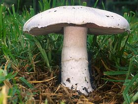 Mark-champignon (Agaricus campestris)