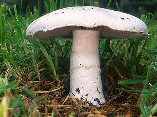 <i>Agaricus</i> genus of fungi
