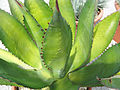 Agave ferox