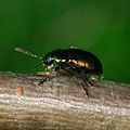 Leaf Bug