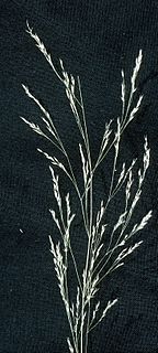 <i>Agrostis perennans</i> Species of grass
