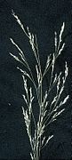 Agrostis perennans.jpg
