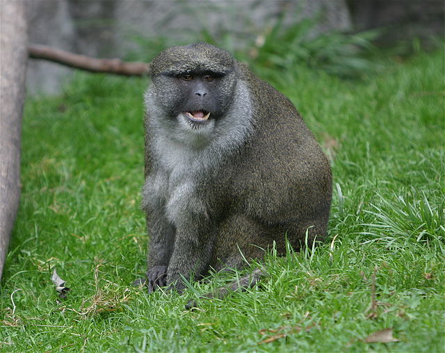 AllensSwampMonkey2.jpg