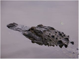 Alligator waiting in water