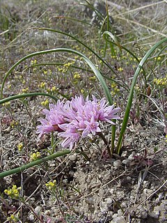 <i>Allium aaseae</i> Species of flowering plant