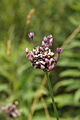 Allium scorodoprasum ssp. scorodoprasum PID1861-1.jpg