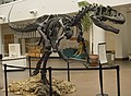 Allosaurus (Carnosauria)